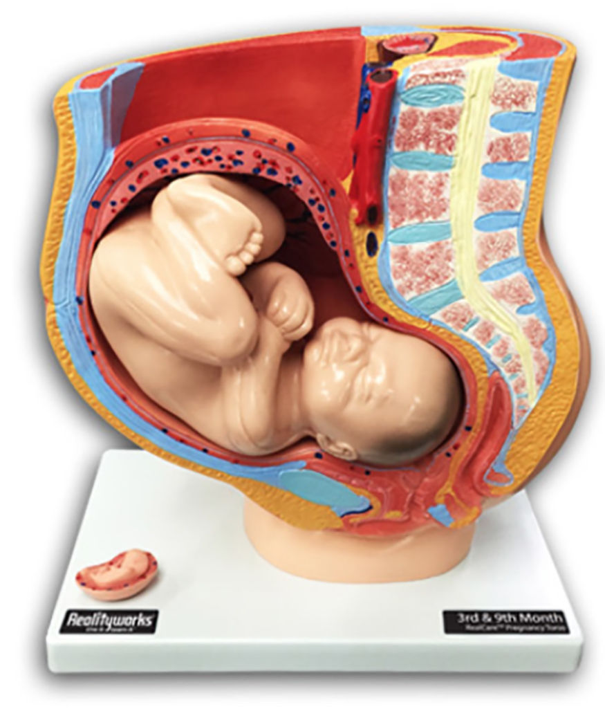 Virtual Know How - RealCare Pregnancy Profile
